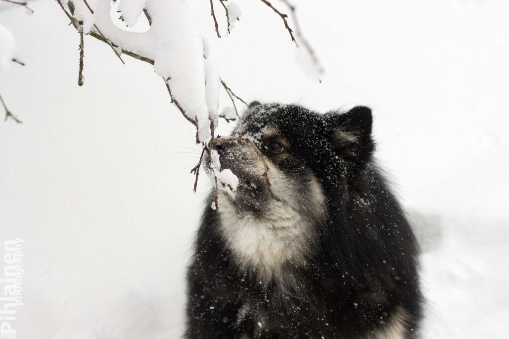 Kuvalinkki Koirakuvat-sivulle