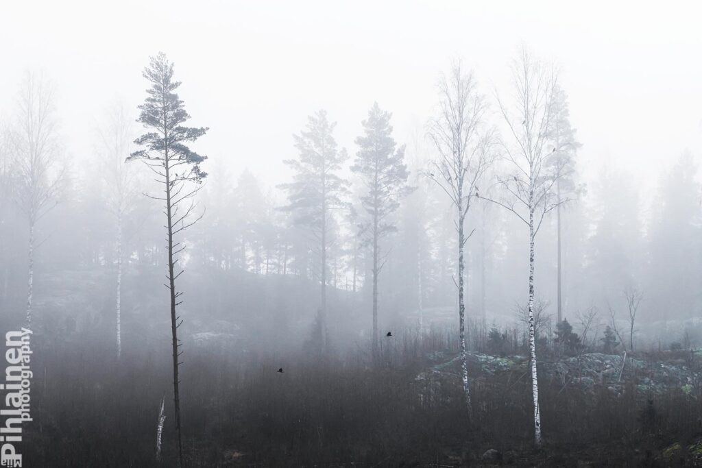 Kuvalinkki Luontokuvat-sivulle