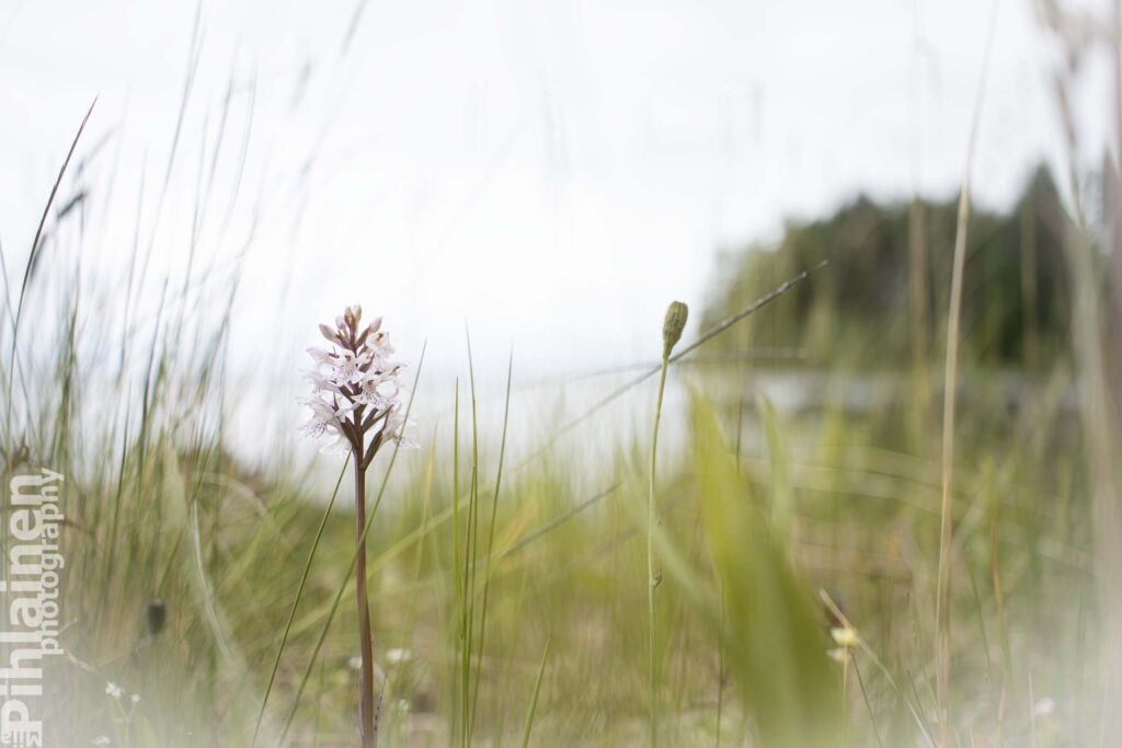 Rantakasvi kuvan etualalla, taustalla näkyy Oulujärvi.