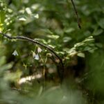 Vanamo kukkii mustikanvarpujen seassa.