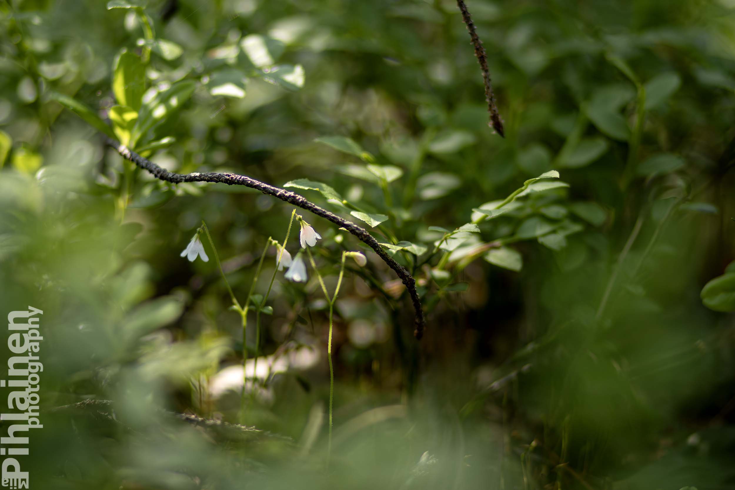 Suvituulen surusoitto