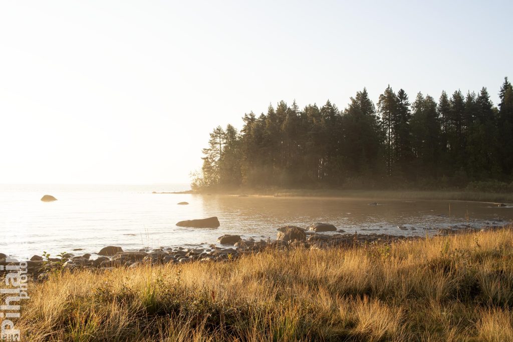 Oulujärven rannassa: kuvan etualalla rantakasvillisuutta, keskivaiheilla järveä ja taka-alalla metsää. Järven yllä leijailee sumu. Aamuaurinko paistaa matalalta.