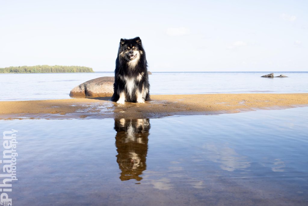 Suomenlapinkoira istuu hiekkasärkällä, taustalla näkyy tyyni Oulujärvi.