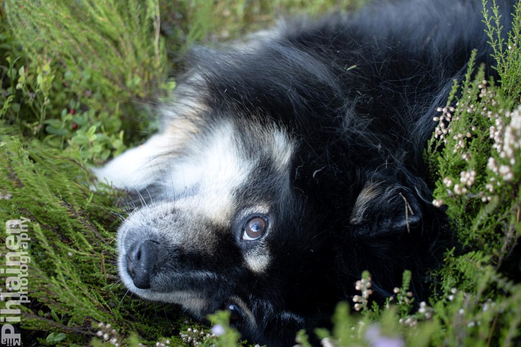 Suomenlapinkoira köllöttelee varvikossa.