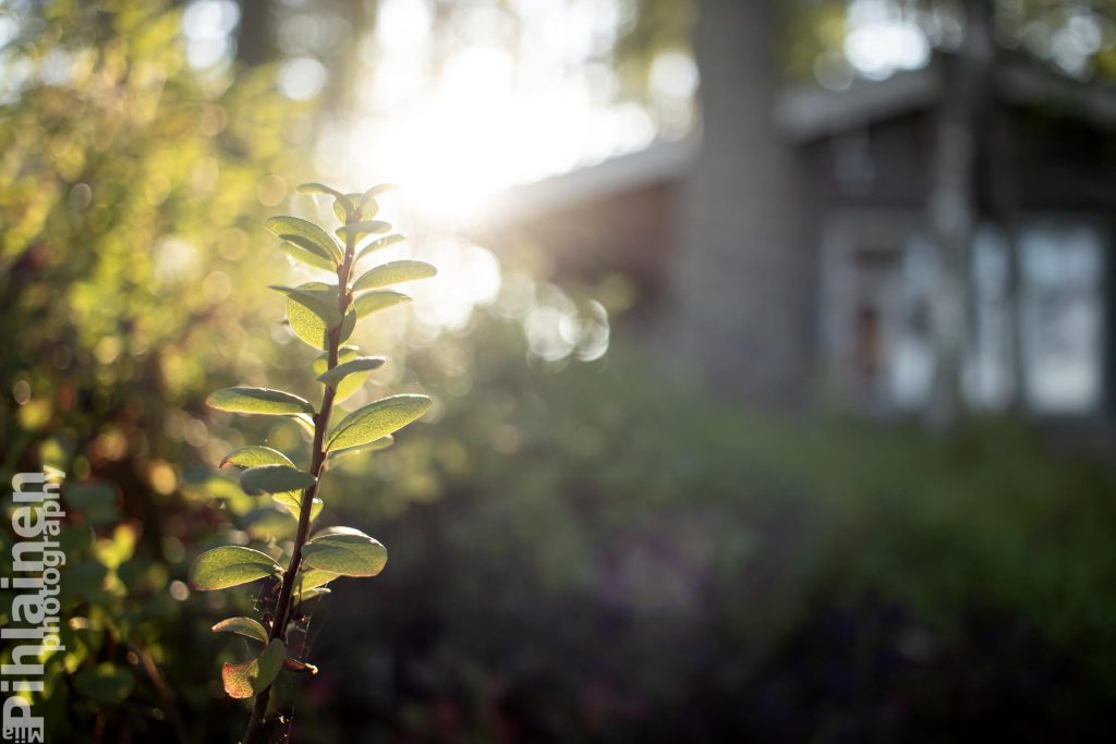 Etualalla mustikanvarpu ja taustalla mökki. Kuvattu vastavaloon.