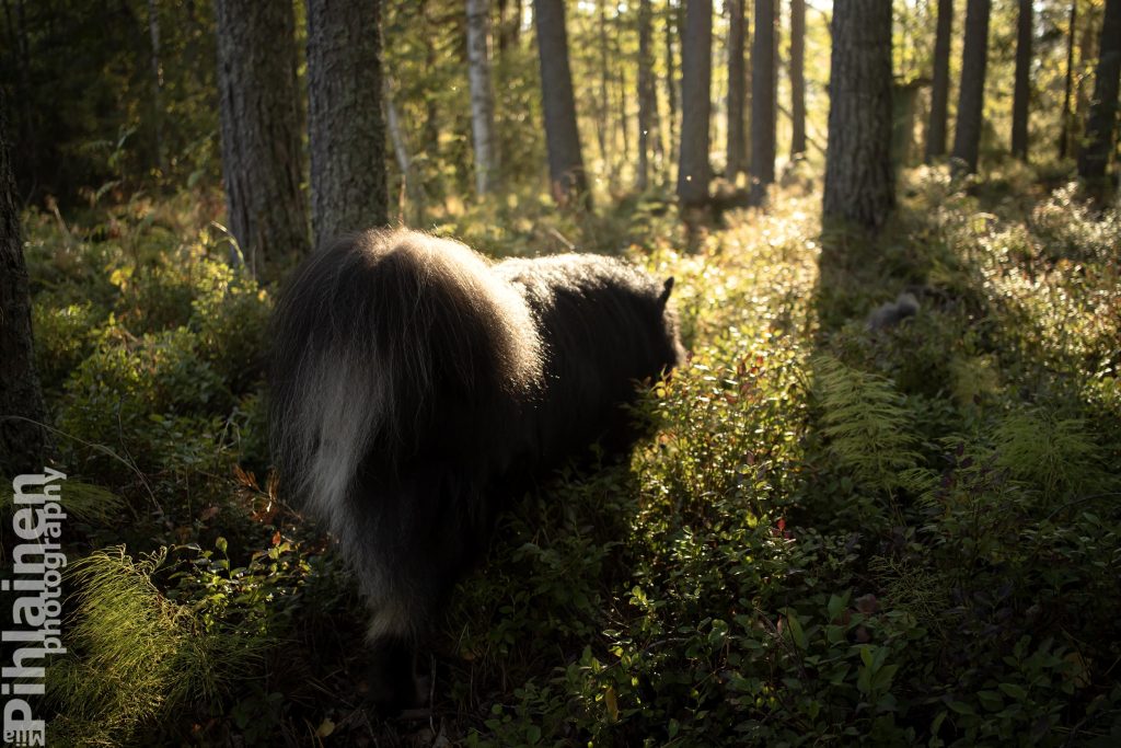 Suomenlapinkoira kävelemässä metsään varvikossa. Kuvattu vastavaloon.