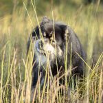 Suomenlapinkoira seisoo rantakasvillisuuden seassa.