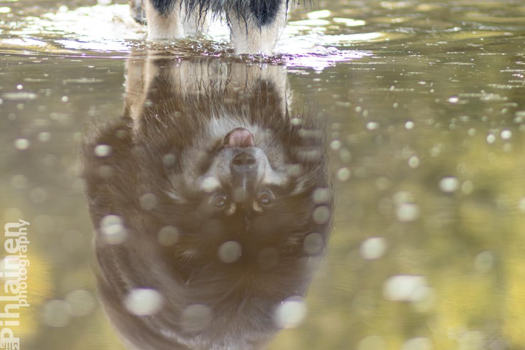 Suomenlapinkoiran heijastus järvenpinnasta.